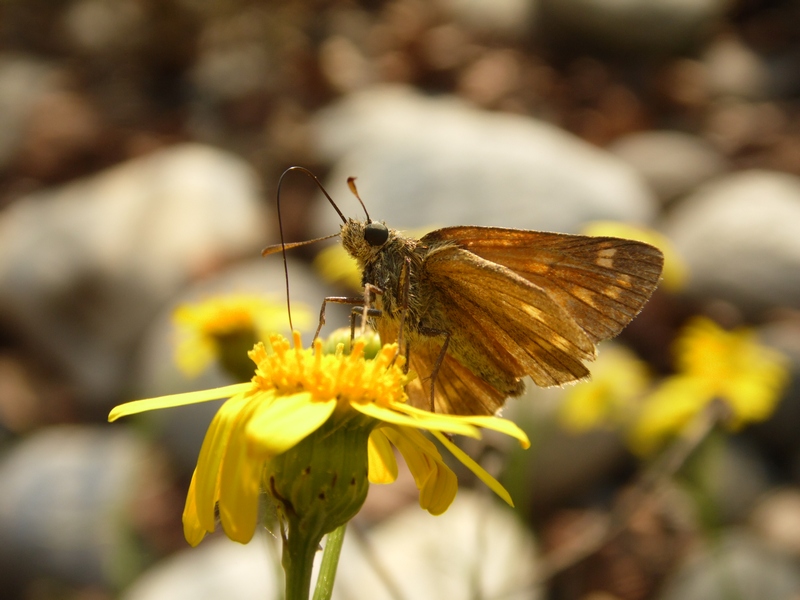 Hesperidae da identificare